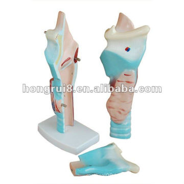 ISO 2012 larynx anatomical model, human laryngeal HR-301